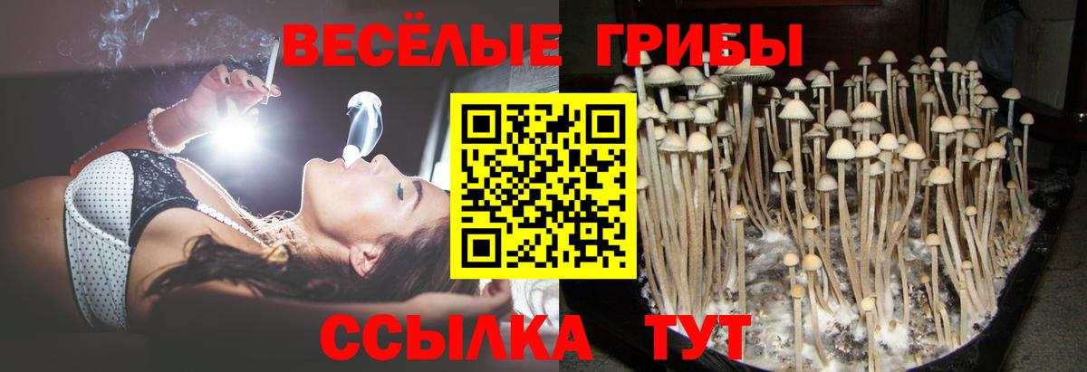 Псилоцибиновые грибы Psilocybine cubensis Надым